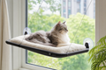 Cat window perch hammock