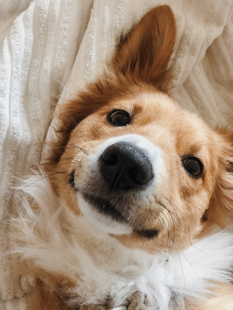 Coconut & Argan Dog Conditioner bottle