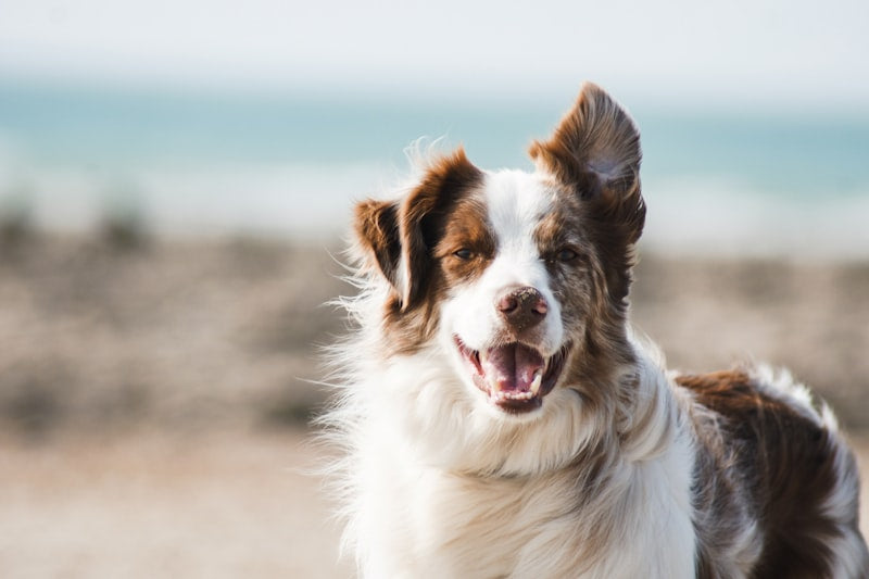 Oatmeal Dog Shampoo — Soothing & Itch Relief