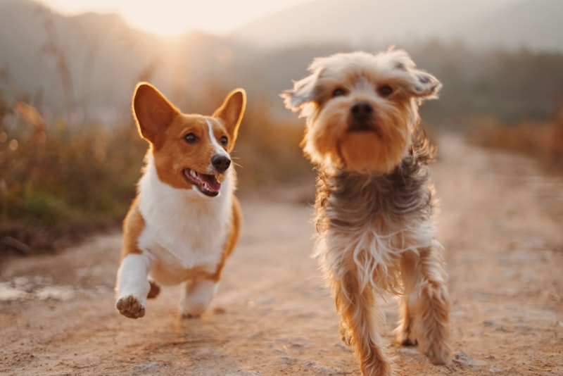 Gentle Puppy Shampoo tear-free formula bottle